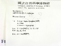 顯絲菌屬藏品圖，第2張