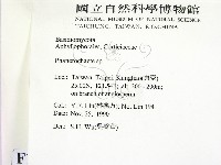 顯絲菌屬藏品圖，第2張