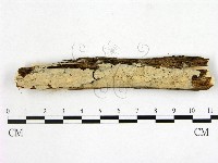 顯絲菌屬藏品圖，第1張