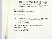 顯絲菌屬藏品圖，第2張