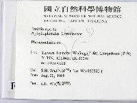 顯絲菌屬藏品圖，第2張