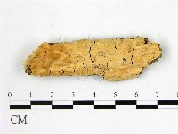 顯絲菌屬藏品圖，第1張