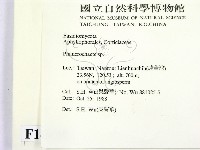 顯絲菌屬藏品圖，第2張
