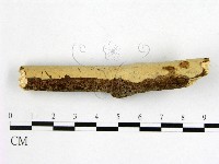 顯絲菌屬藏品圖，第1張