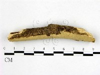 顯絲菌屬藏品圖，第3張