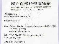 顯絲菌屬藏品圖，第2張