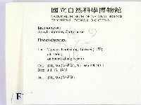 顯絲菌屬藏品圖，第2張