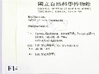 顯絲菌屬藏品圖，第2張