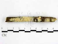 顯絲菌屬藏品圖，第1張