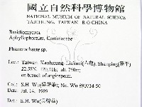 顯絲菌屬藏品圖，第2張