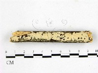 登錄號:F0014825藏品圖，第1張