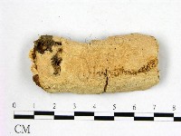 顯絲菌屬藏品圖，第1張