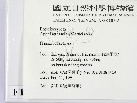 顯絲菌屬藏品圖，第2張