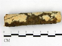 顯絲菌屬藏品圖，第1張