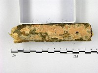 顯絲菌屬藏品圖，第1張