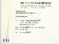 顯絲菌屬藏品圖，第2張