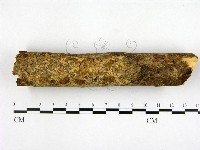 顯絲菌屬藏品圖，第1張