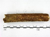 顯絲菌屬藏品圖，第3張
