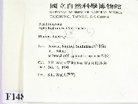 顯絲菌屬藏品圖，第2張