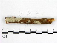 顯絲菌屬藏品圖，第1張