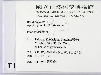 顯絲菌屬藏品圖，第2張