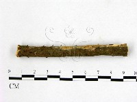 顯絲菌屬藏品圖，第3張