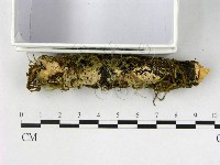 顯絲菌屬藏品圖，第1張