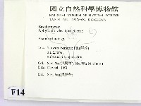 顯絲菌屬藏品圖，第2張