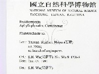 顯絲菌屬藏品圖，第2張