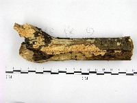 顯絲菌屬藏品圖，第1張