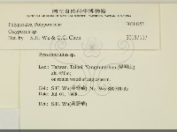 銳孔菌屬藏品圖，第2張