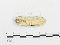 銳孔菌屬藏品圖，第3張