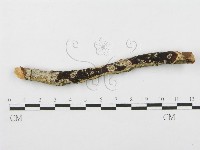 登錄號:F0014864藏品圖，第1張