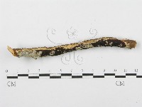 登錄號:F0014864藏品圖，第3張