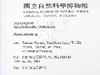 顯絲菌屬藏品圖，第2張