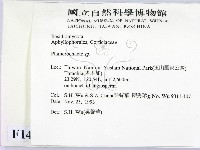 顯絲菌屬藏品圖，第2張