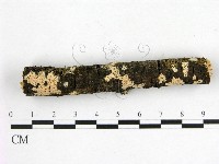 顯絲菌屬藏品圖，第1張