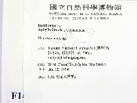 顯絲菌屬藏品圖，第2張