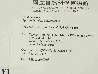 顯絲菌屬藏品圖，第2張