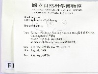 顯絲菌屬藏品圖，第2張