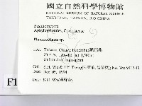 顯絲菌屬藏品圖，第2張