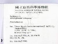 顯絲菌屬藏品圖，第2張