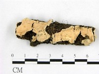 顯絲菌屬藏品圖，第1張