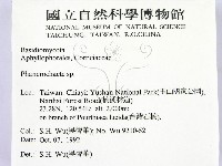 顯絲菌屬藏品圖，第2張