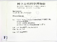 顯絲菌屬藏品圖，第2張