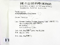 顯絲菌屬藏品圖，第2張