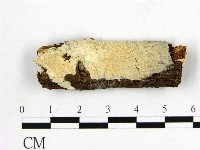 顯絲菌屬藏品圖，第1張