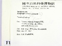 顯絲菌屬藏品圖，第2張