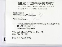 顯絲菌屬藏品圖，第2張