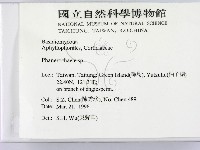 顯絲菌屬藏品圖，第2張